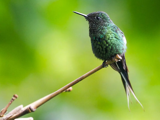 GRÜNE FADENELFE, GREEN THORNTAIL - DISCOSURA CONVERSII