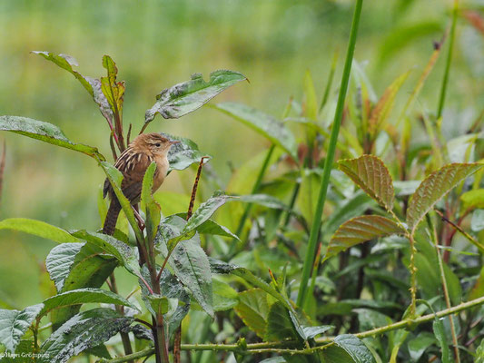 SEGGENZAUNKÖNIG, SEDGE WREN - CISTOTHORUS PLATENSIS