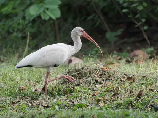 WEISSER SICHLLER, WHITE IBIS, EUDOCIMUS ALBUS