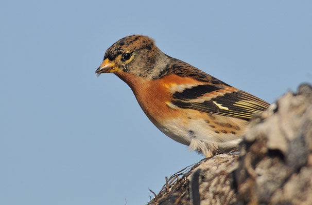 BERGFINK, BRAMBLING, FRINGILLA MONTIFRINGILLA