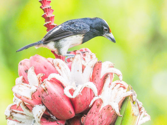 Weißnackenbartvogel, Orange-fronted Barbet - Capito squamatus