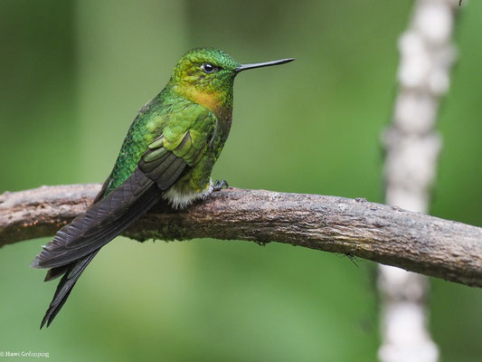 Ecuador Sphaenognathus kolbei 34mm Scarabaeinae dung beetles