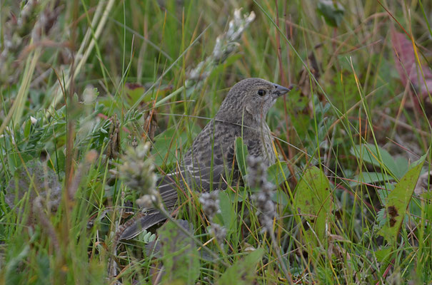 BRAUNKOPF-KUHSTÄRLING, BROWN-HEADED COWBIRD, MOLOTHRUS ATER