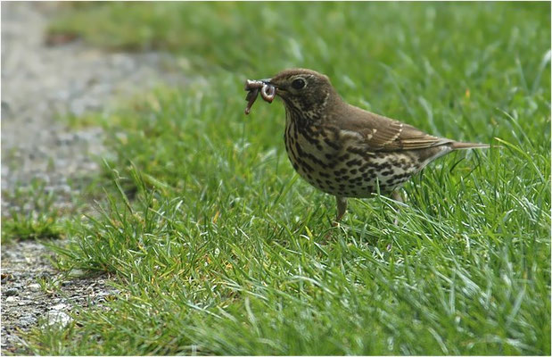 SINGDROSSEL, SONG TRUSH, TURDUS PHILOMELOS 