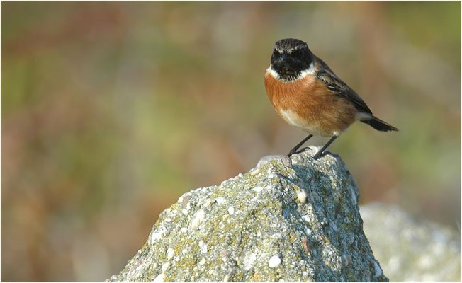 SCHWARZKEHLCHEN, STONECHAT, SAXICOLA TORQUATUS