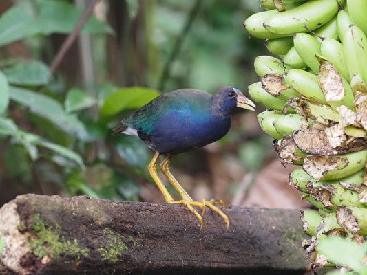 Zwergsultanshuhn, Purple Gallinule - Porphyrio martinicus