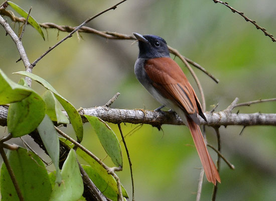 Asiatischer Paradiesschnäpper, Asian Paradise-flycatcher, Persiphone paradisi