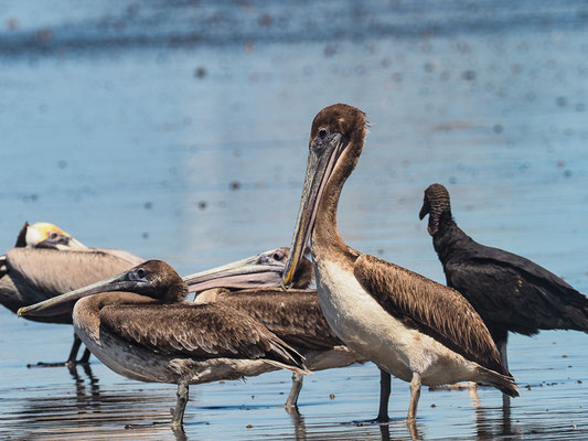 BRAUNER PELIKAN, BROWN PELICAN, PELECANUS OCCIDENTALIS