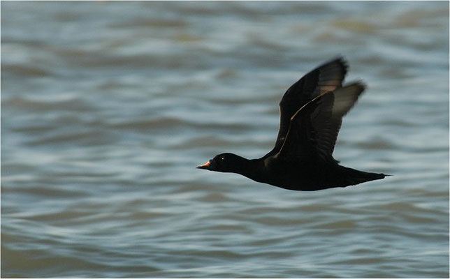 TRAUERENTE, COMMON SCOOTER, MELANITTA NIGRA