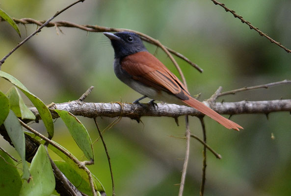 Asiatischer Paradiesschnäpper, Asian Paradise-flycatcher, Persiphone paradisi
