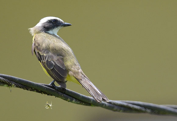WEISSNACKEN-MASKENTYRANN, WHITE-RINGED FLYCATCHER, CONOPIAS ALBOVITTATUS