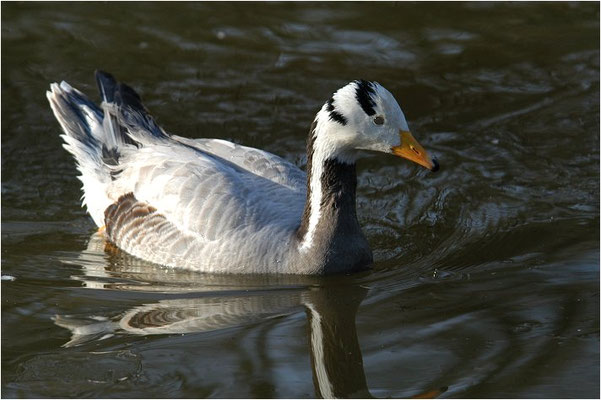 STREIFENGANS, BAR-HEADED GOOSE, ANSER INDICUS