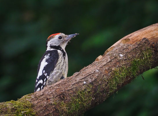 MITTELSPECHT, MIDDLE-SPOTTED WOODPECKER