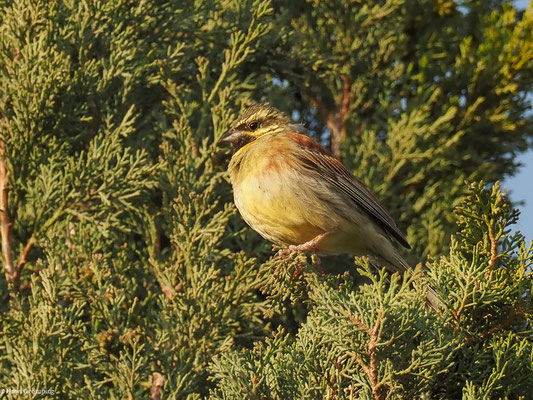 ZAUNAMMER, CIRL BUNTING, EMBERIZA CIRLUS