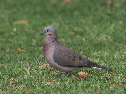 OHRFLECKTAUBE, EARED DOVE - ZENAIDA AURICULATA