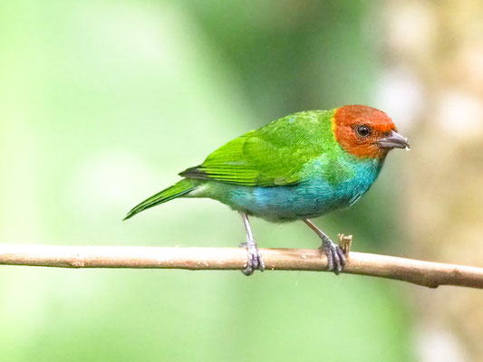 Rötelkopftangare, Bay-headed Tanager - Tangara gyrola