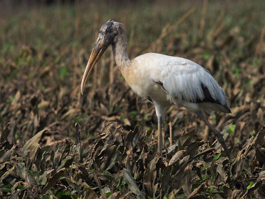 WALDSTORCH, WOOD STORK, MYCTERIA AMERICANA