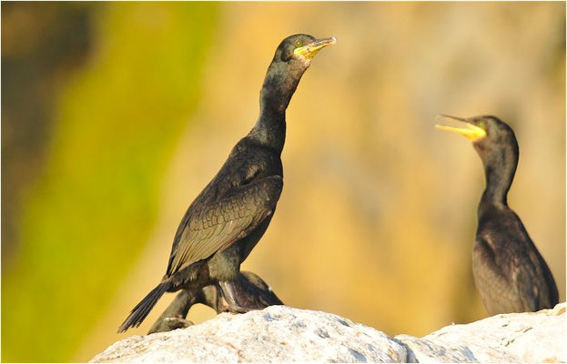 KRÄHENSCHARBE, SHAG, PHALACROCORAX ARISTOTELIS
