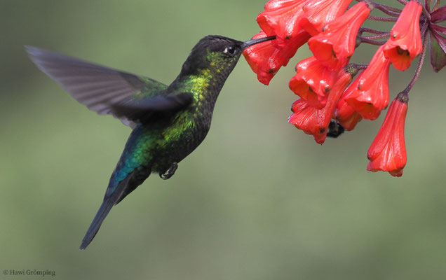TALAMANCA-KOLIBRI, ADMIRABLE HUMMINGBIRD, EUGENES SPECTABILIS