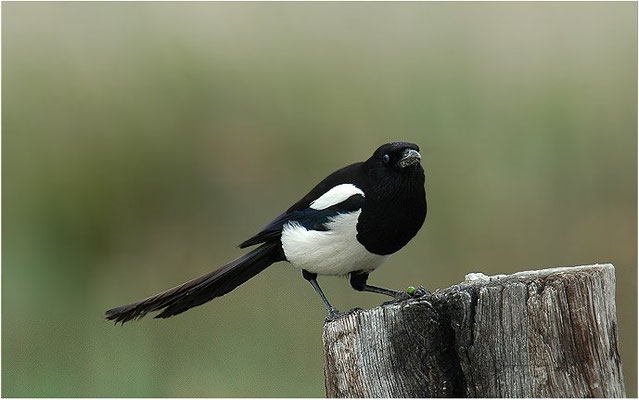 ELSTER, MAGPIE, PICA PICA