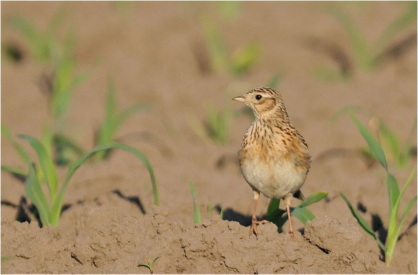 FELDLERCHE, SKYLARK, ALAUDA ARVENSIS