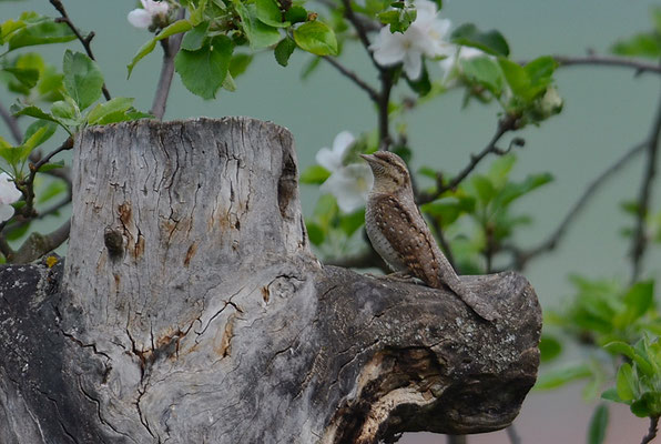 WENDEHALS, WRYNECK, JYNX TORQUILLA