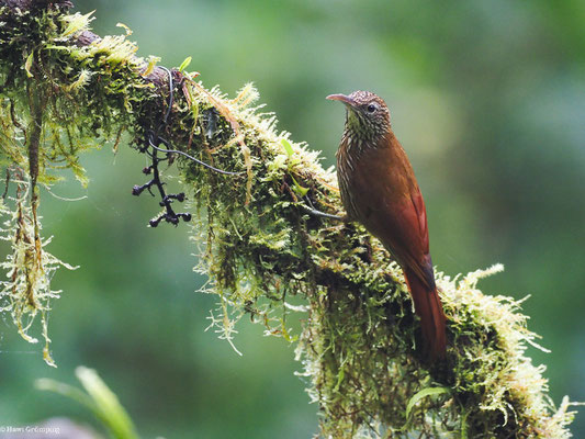 BERGWALD-BAUMSTEIGER, MONTANE WOODCREEPER - LEPIDOCOLAPTES LACRYMIGER