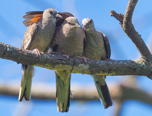 INKATÄUBCHEN, INCA DOVE, COLUMBINA INCA