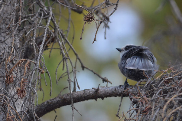 MEISENHÄHER, GRAY JAY, PERISOREUS CANADENSIS
