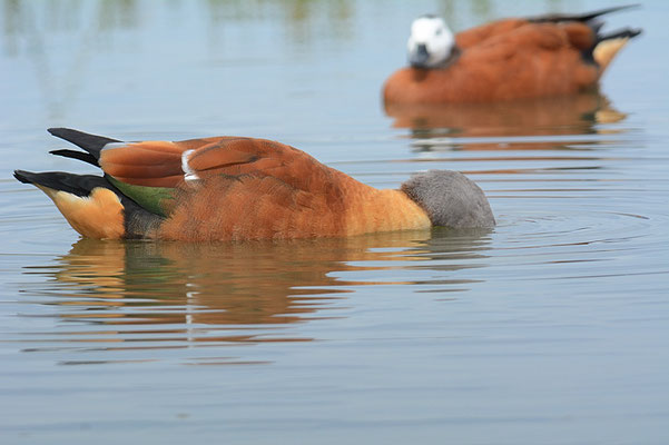 GRAUKOPFKASARKA, SOUTH AFRICAN SHELDUCK, TADORNA CANA