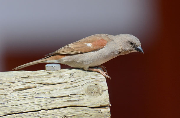 DAMARASPERLING, SOUTHERN GREY-HEADED SPARROW, PASSER GRISEUS