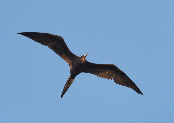 FREGATTVOGEL, MAGNIFICENT FRIGATEBIRD, FREGATA MAGNIFICENS