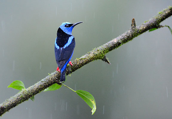 TÜRKISNASCHVOGEL, RED-LEGGED HONEYCREEPER, CYANERPES CYANEUS