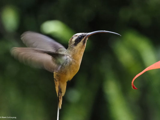 ORANGEBAUCH-SCHATTENKOLIBRI, TAWNY-BELLIED HERMIT,  - PHAETORNIS SYRMATOPHORUS
