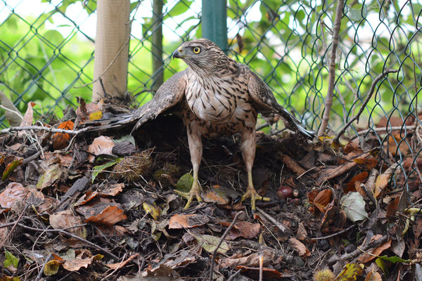 HABICHT, GOSHAWK, ACCIPITER GENTILIS