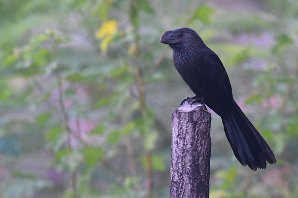 GLATTSCHNABELANI, SMOOTH-BILLED ANI, CROTOPHAGA ANI