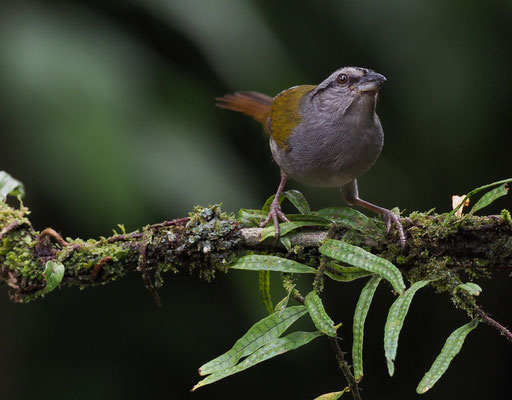 PANAMAAMMER, BLACK-STRIPED SPARROW, ARREMONOPS CONIROSTRIS
