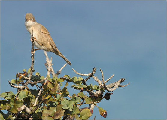 DORNGRASMÜCKE, WHITETHROAT, SYLVIA COMMUNIS