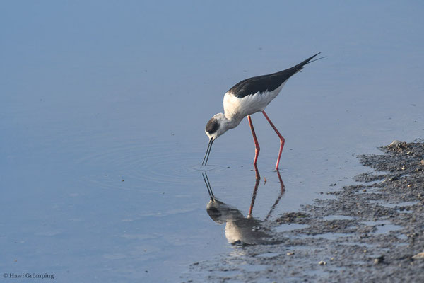 STELZENLÄUFER, BLACK-WINGED STILT, HIMANTOPUS HIMANTOPUS