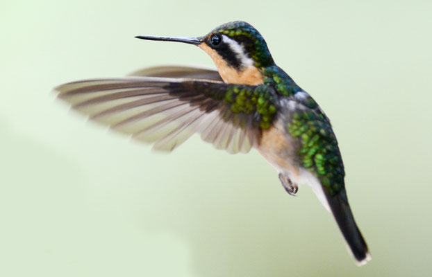 PURPURKEHLNYMPHE, PURPLE-THROATED MOUNTAIN-GEM, LAMPORNIS CALOLAEMUS