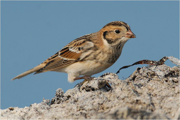 SPORNAMMER, LAPLAND BUNTING, CALCARIUS LAPPONICUS