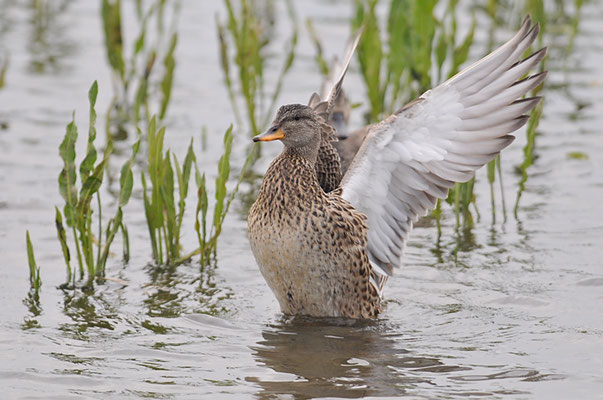SCHNATTERENTE, GADWALL, ANAS STREPERA