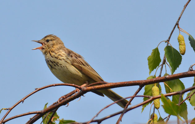 BAUMPIEPER, TREE PIPIT, ANTHUS TRIVIALIS