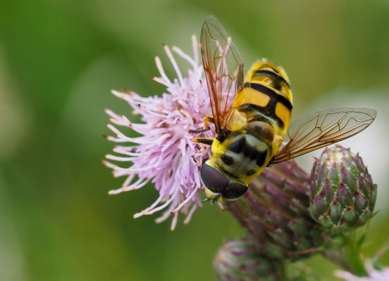 TOTENKOPFSCHWEBFLIEGE, MYATHROPA FLOREA
