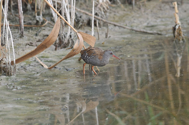WASSERRALLE, WATER RAIL, RALLUS AQUATICUS