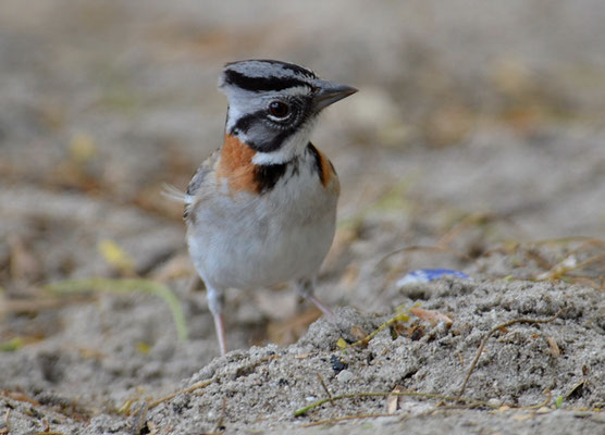 MORGENAMMER, RUFOUS-COLLARED SPARROW, ZONOTRICHIA CAPENSIS
