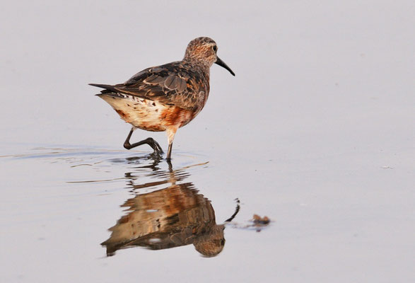 SICHELSTRANDLÄUFER, CURLEW SANDPIPER, CALIDRIS FERRUGINEA