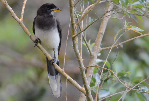 BRAUNHÄHER, BROWN JAY, CYANOCORAX MORIO