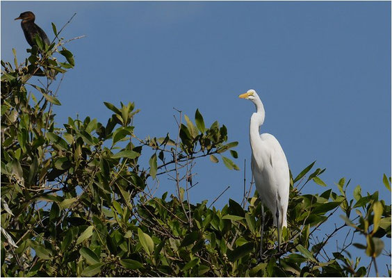 SILBERREIHER, GREAT WHITE EGRET, EGRETTA ALBA