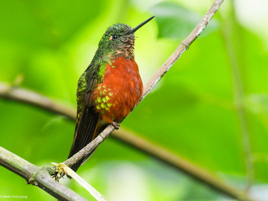 ROTBAUCHKOLIBRI, CHESTNUT-BREASTED CORONET - BOISSONNEAUA MATTHEWSII